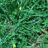 台南鋪草皮，台南草皮