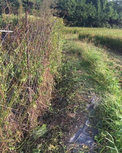 台南太陽能埸除草, 台南太陽能埸鋸樹, 台南環境整理, 台南鋸樹, 台南除草鋸樹, 
                    台南代客除草, 台南除(割)草作業, 台南割草, 台南除草, 台南割草整地, 台南除草整地, 台南除草工, 台南整地除草費用, 台南空地割草, 台南整地除草, 
                    台南空地除草