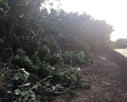 台南太陽能埸除草, 台南太陽能埸鋸樹, 台南環境整理, 台南鋸樹, 台南除草鋸樹, 
                    台南代客除草, 台南除(割)草作業, 台南割草, 台南除草, 台南割草整地, 台南除草整地, 台南除草工, 台南整地除草費用, 台南空地割草, 台南整地除草, 
                    台南空地除草