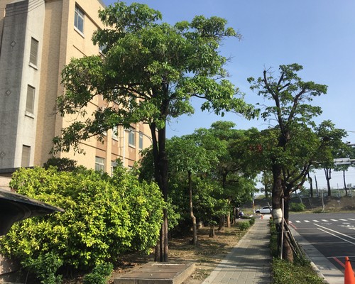 台南鋸樹清運, 台南環境整理, 台南鋸樹, 台南除草鋸樹, 
                    台南代客除草, 台南除(割)草作業, 台南割草, 台南除草, 台南割草整地, 台南除草整地, 台南除草工, 台南整地除草費用, 台南空地割草, 台南整地除草, 
                    台南空地除草