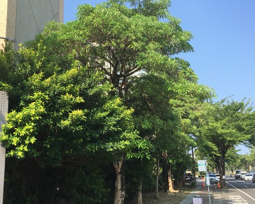 台南中西區鋸樹清運, 台南中西區環境整理, 台南中西區鋸樹, 台南中西區除草鋸樹, 
                    台南中西區代客除草, 台南中西區除(割)草作業, 台南中西區割草, 台南中西區除草, 台南中西區割草整地, 台南中西區除草整地, 台南中西區除草工, 台南中西區整地除草費用, 台南中西區空地割草, 台南中西區整地除草, 
                    台南中西區空地除草