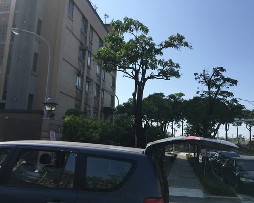 台南鋸樹清運, 台南環境整理, 台南鋸樹, 台南除草鋸樹, 
                    台南代客除草, 台南除(割)草作業, 台南割草, 台南除草, 台南割草整地, 台南除草整地, 台南除草工, 台南整地除草費用, 台南空地割草, 台南整地除草, 
                    台南空地除草