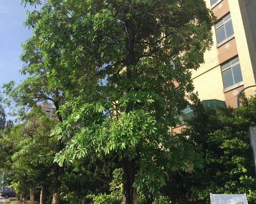 台南鋸樹清運, 台南環境整理, 台南鋸樹, 台南除草鋸樹, 
                    台南代客除草, 台南除(割)草作業, 台南割草, 台南除草, 台南割草整地, 台南除草整地, 台南除草工, 台南整地除草費用, 台南空地割草, 台南整地除草, 
                    台南空地除草