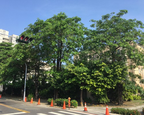 台南鋸樹清運, 台南環境整理, 台南鋸樹, 台南除草鋸樹, 
                    台南代客除草, 台南除(割)草作業, 台南割草, 台南除草, 台南割草整地, 台南除草整地, 台南除草工, 台南整地除草費用, 台南空地割草, 台南整地除草, 
                    台南空地除草