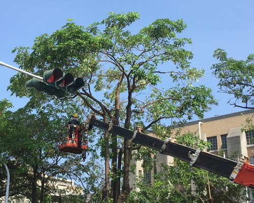 台南鋸樹清運, 台南環境整理, 台南鋸樹, 台南除草鋸樹, 
                    台南代客除草, 台南除(割)草作業, 台南割草, 台南除草, 台南割草整地, 台南除草整地, 台南除草工, 台南整地除草費用, 台南空地割草, 台南整地除草, 
                    台南空地除草
