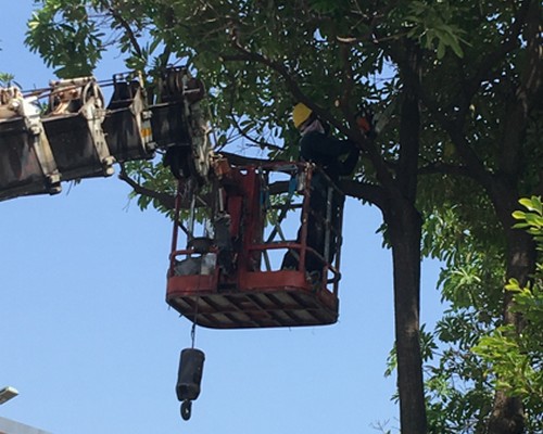 台南鋸樹清運, 台南環境整理, 台南鋸樹, 台南除草鋸樹, 
                    台南代客除草, 台南除(割)草作業, 台南割草, 台南除草, 台南割草整地, 台南除草整地, 台南除草工, 台南整地除草費用, 台南空地割草, 台南整地除草, 
                    台南空地除草