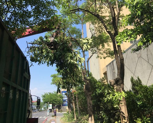 台南鋸樹清運, 台南環境整理, 台南鋸樹, 台南除草鋸樹, 
                    台南代客除草, 台南除(割)草作業, 台南割草, 台南除草, 台南割草整地, 台南除草整地, 台南除草工, 台南整地除草費用, 台南空地割草, 台南整地除草, 
                    台南空地除草