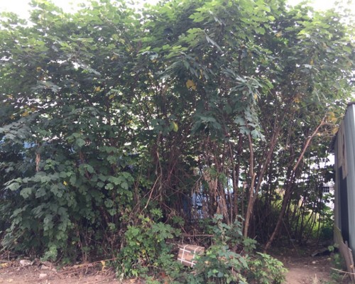 台南割草, 台南除草, 台南割草整地, 台南除草整地, 台南代客除草, 台南空地除草價格, 台南除草工, 台南整地除草費用, 
        台南建地割草, 台南整地除草, 台南建地除草