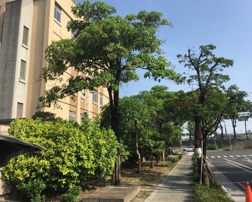 台南樹木修剪, 台南樹木修剪, 台南修剪樹木, 台南建地除草, 台南建地割草, 台南環境清理, 台南除草景觀工程, 台南園區空地除草, 台南除草鋸樹, 台南道路除草, 
    	台南代客除草, 台南除(割)草作業, 台南割草, 台南除草, 台南割草整地, 台南除草整地, 台南空地除草價格, 台南除草工, 台南整地除草費用, 台南空地割草, 台南整地除草, 台南空地除草