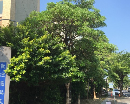 台南樹木修剪, 台南樹木修剪, 台南修剪樹木, 台南建地除草, 台南建地割草, 台南環境清理, 台南除草景觀工程, 台南園區空地除草, 台南除草鋸樹, 台南道路除草, 
    	台南代客除草, 台南除(割)草作業, 台南割草, 台南除草, 台南割草整地, 台南除草整地, 台南空地除草價格, 台南除草工, 台南整地除草費用, 台南空地割草, 台南整地除草, 台南空地除草