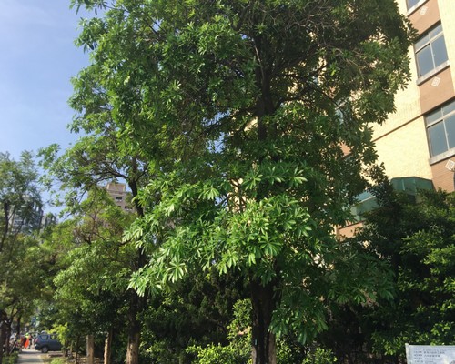 台南北區樹木修剪, 台南北區樹木修剪, 台南北區修剪樹木, 台南北區建地除草, 台南北區建地割草, 台南北區環境清理, 台南北區除草景觀工程, 台南北區園區空地除草, 台南北區除草鋸樹, 台南北區道路除草, 
    	台南北區代客除草, 台南北區除(割)草作業, 台南北區割草, 台南北區除草, 台南北區割草整地, 台南北區除草整地, 台南北區空地除草價格, 台南北區除草工, 台南北區整地除草費用, 台南北區空地割草, 台南北區整地除草, 台南北區空地除草