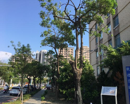 台南樹木修剪, 台南樹木修剪, 台南修剪樹木, 台南建地除草, 台南建地割草, 台南環境清理, 台南除草景觀工程, 台南園區空地除草, 台南除草鋸樹, 台南道路除草, 
    	台南代客除草, 台南除(割)草作業, 台南割草, 台南除草, 台南割草整地, 台南除草整地, 台南空地除草價格, 台南除草工, 台南整地除草費用, 台南空地割草, 台南整地除草, 台南空地除草