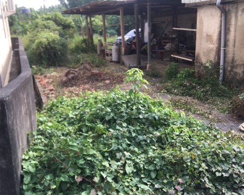 台南樹木修剪, 台南樹木修剪, 台南修剪樹木, 台南建地除草, 台南建地割草, 台南環境清理, 台南除草景觀工程, 台南園區空地除草, 台南除草鋸樹, 台南道路除草, 
    	台南代客除草, 台南除(割)草作業, 台南割草, 台南除草, 台南割草整地, 台南除草整地, 台南空地除草價格, 台南除草工, 台南整地除草費用, 台南空地割草, 台南整地除草, 台南空地除草