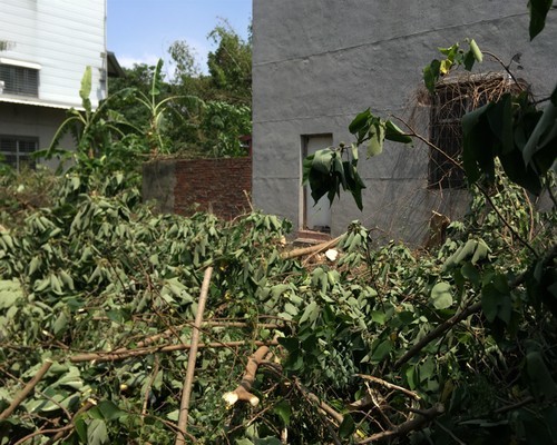 台南除草, 台南環境整理, 台南鋸樹, 台南除草鋸樹, 
                    台南代客除草, 台南除(割)草作業, 台南割草, 台南除草, 台南割草整地, 台南除草整地, 台南除草工, 台南整地除草費用, 台南空地割草, 台南整地除草, 
                    台南空地除草