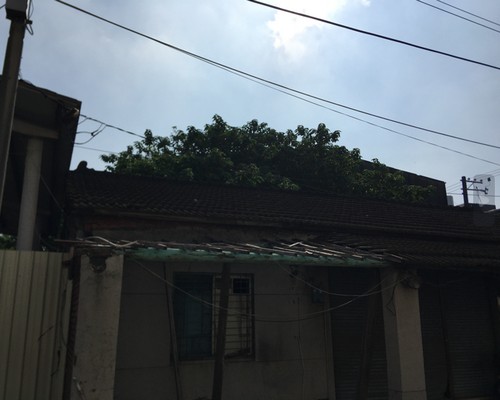 台南除草, 台南環境整理, 台南鋸樹, 台南除草鋸樹, 
                    台南代客除草, 台南除(割)草作業, 台南割草, 台南除草, 台南割草整地, 台南除草整地, 台南除草工, 台南整地除草費用, 台南空地割草, 台南整地除草, 
                    台南空地除草