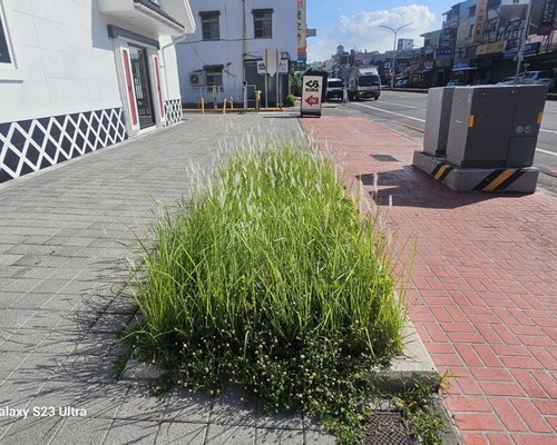 台南樹木移除, 台南樹木修剪, 台南景觀園藝庭園維護, 
                    台南墓地除草整理, 台南庭園環境整理, 台南門市除草, 台南園藝除草, 台南園藝整理, 台南環境維護, 台南定期除草, 台南庭園維護, 
                    台南園藝景觀維護除草