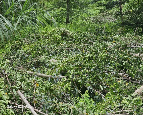 台南樹木移除, 台南樹木修剪, 台南景觀園藝庭園維護, 
                    台南墓地除草整理, 台南庭園環境整理, 台南門市除草, 台南園藝除草, 台南園藝整理, 台南環境維護, 台南定期除草, 台南庭園維護, 
                    台南園藝景觀維護除草