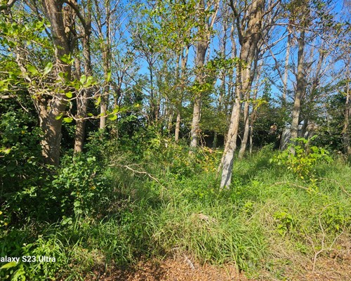 台南除草公司推薦, 台南除草價格, 台南祖厝墓園割草整理, 台南墓地除草, 台南墓地鋸樹, 
                    台南墓地環境整理, 台南割草, 台南除草, 台南割草整地, 台南除草整地, 台南代客除草, 台南空地除草價格, 台南除草工, 台南整地除草費用, 台南空地割草, 
                    台南整地除草, 台南空地除草