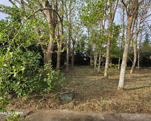 台南將軍區除草公司推薦, 台南將軍區除草價格, 台南將軍區祖厝墓園割草整理, 台南將軍區墓地除草, 台南將軍區墓地鋸樹, 
                    台南將軍區墓地環境整理, 台南將軍區割草, 台南將軍區除草, 台南將軍區割草整地, 台南將軍區除草整地, 台南將軍區代客除草, 台南將軍區空地除草價格, 台南將軍區除草工, 台南將軍區整地除草費用, 台南將軍區空地割草, 
                    台南將軍區整地除草, 台南將軍區空地除草