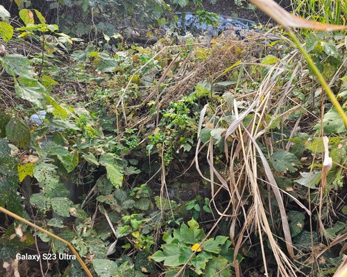 台南墓地除草, 台南墓地鋸樹, 台南墓地環境整理, 台南割草, 台南除草, 台南割草整地, 台南除草整地, 台南代客除草, 台南空地除草價格, 台南除草工, 台南整地除草費用, 
        台南墓園整理, 台南整地除草, 台南空地除草