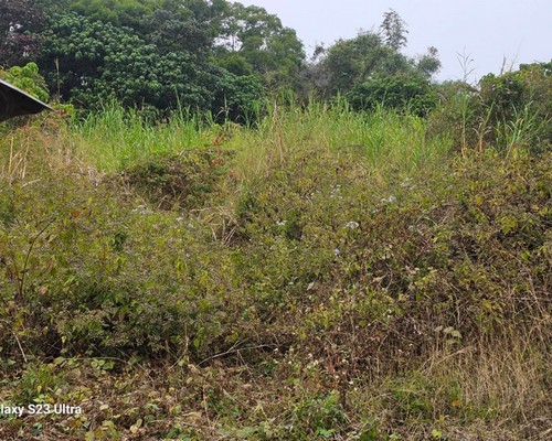 台南墓地除草, 台南墓地鋸樹, 台南墓地環境整理, 台南割草, 台南除草, 台南割草整地, 台南除草整地, 台南代客除草, 台南空地除草價格, 台南除草工, 台南整地除草費用, 
        台南墓園整理, 台南整地除草, 台南空地除草