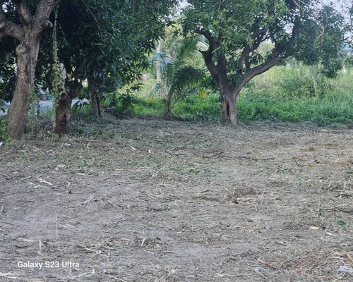 台南居家庭園除草, 台南農地除草, 台南建地除草, 台南餐廳除草, 台南園藝整理, 台南樹木移除清運, 台南樹木清運, 
                    台南建地割草, 台南代客除草價格行情?, 台南除草公司推薦, 台南除草價格, 台南門市除草, 台南園藝除草, 台南定期除草