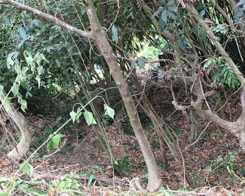 台南關廟割草, 台南關廟除草, 台南關廟空地除草, 台南關廟代客除草, 台南關廟除(割)草作業