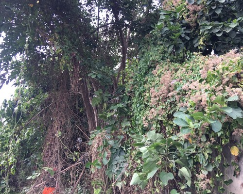 台南善化環境整理, 台南善化鋸樹, 台南善化空屋除草, 台南善化樹木雜草廢棄物清運, 
                    台南善化空地除草, 台南善化除草鋸樹, 台南善化代客除草, 台南善化除(割)草作業, 台南善化割草, 台南善化除草, 台南善化割草整地, 台南善化除草整地, 台南善化空地除草價格, 台南善化除草工, 
                    台南善化整地除草費用, 台南善化空地割草, 台南善化整地除草, 台南善化空地除草